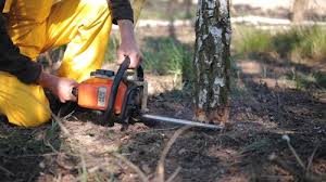 How Our Tree Care Process Works  in  Lancaster, TX