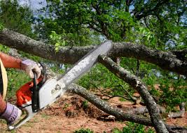 Seasonal Cleanup (Spring/Fall) in Lancaster, TX